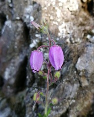 Daboecia cantabrica