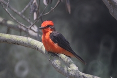 Pyrocephalus rubinus