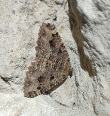 Triphosa dubitata