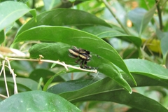 Megafreya sutrix