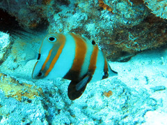 Coradion melanopus