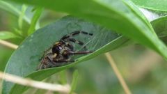 Megafreya sutrix
