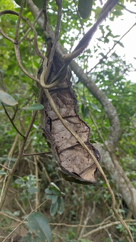 Image of Mucuna urens by (c) JG, some rights reserved (CC BY)