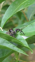 Megafreya sutrix