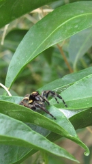 Megafreya sutrix