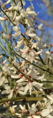 Retama monosperma
