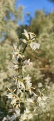 Retama monosperma