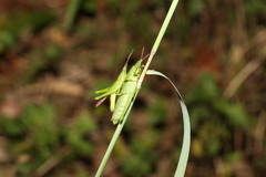 Atractomorpha similis