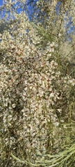 Retama monosperma