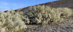 Retama monosperma