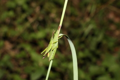 Atractomorpha similis