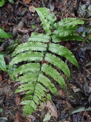 Diplazium mettenianum