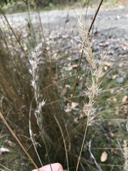 Rytidosperma semiannulare