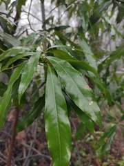 Lindera megaphylla