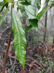 Lindera megaphylla