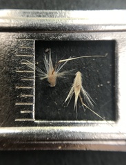 Rytidosperma semiannulare