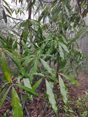 Lindera megaphylla