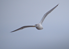Larus argentatus image