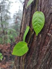 Ficus sarmentosa henryi