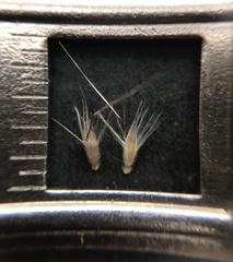 Rytidosperma semiannulare