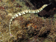 Corythoichthys polynotatus