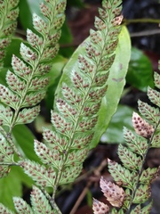 Arachniodes aristata