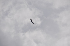 Cathartes aura