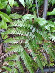 Arachniodes aristata