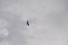 Cathartes aura