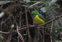 Chlorophonia cyanea