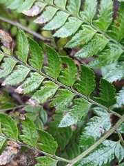 Arachniodes aristata