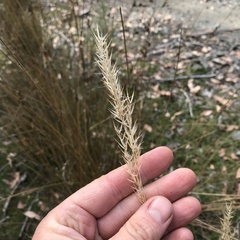 Rytidosperma semiannulare