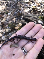 Plethodon ventralis