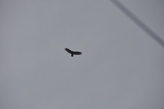 Cathartes aura