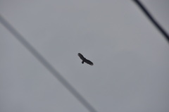 Cathartes aura