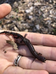 Plethodon ventralis