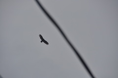 Cathartes aura