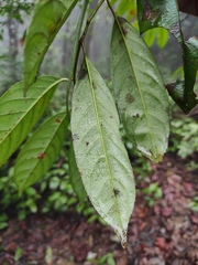 Itea chinensis
