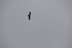 Cathartes aura