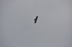 Cathartes aura