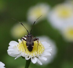 Closterotomus biclavatus