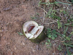 Klainedoxa gabonensis