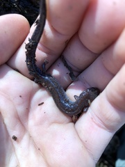 Plethodon ventralis