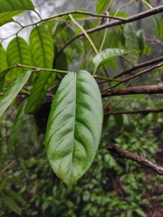 Itea chinensis