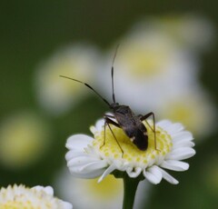 Closterotomus biclavatus