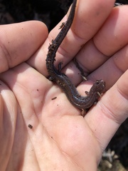 Plethodon ventralis