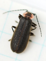 Podabrus brevicollis