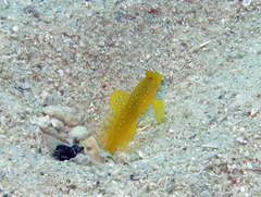 Cryptocentrus cinctus