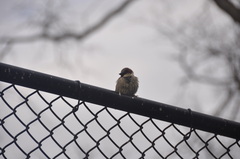 Passer domesticus