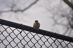 Passer domesticus
